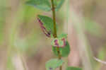 Fringed meadowbeauty